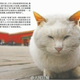 Illustration for article titled The Cats of Chinas Forbidden City